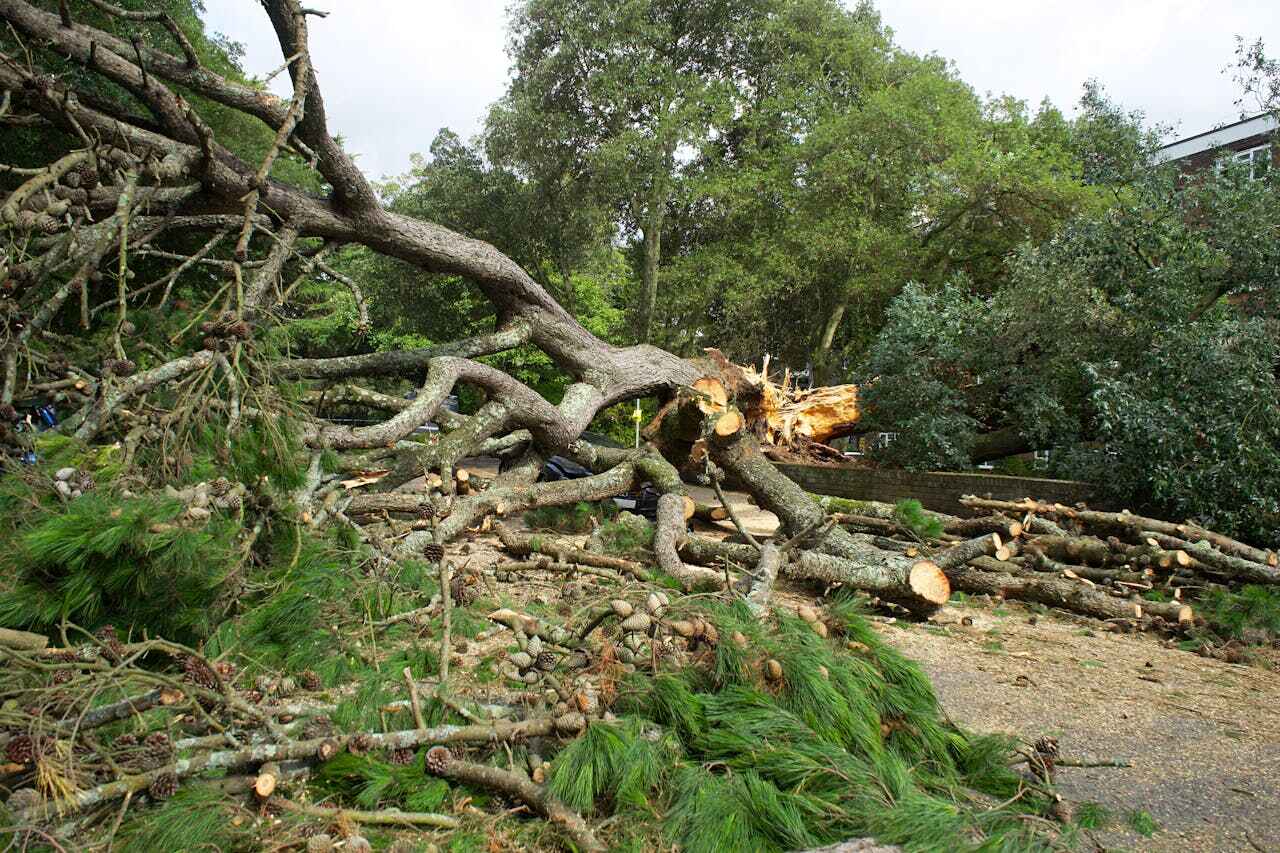 Best Stump Grinding Near Me  in Kenosha, WI